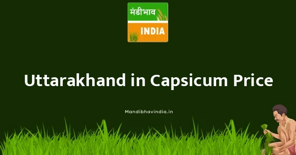 Capsicum भाव