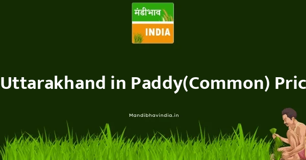 Paddy(Common) भाव