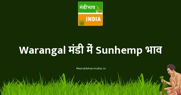 Sunhemp भाव