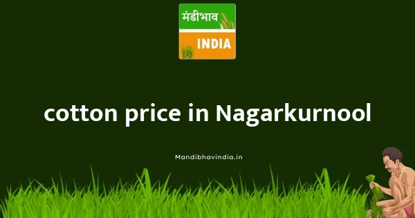 cotton price