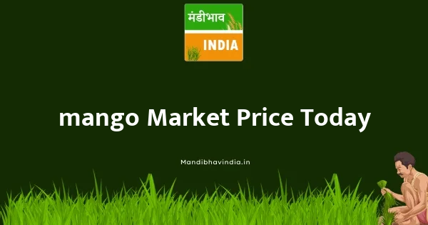 mango price