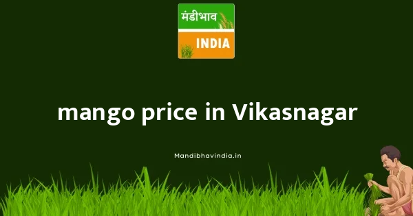 mango price