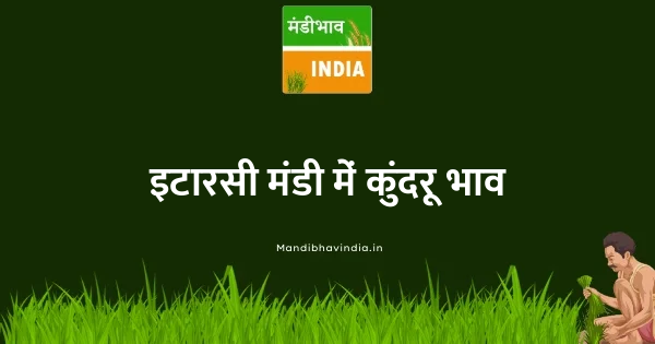 Ivy Gourd (Kundru) भाव