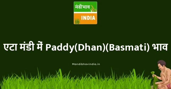 Paddy(Dhan)(Basmati) भाव