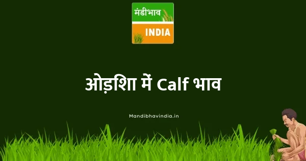 Calf भाव