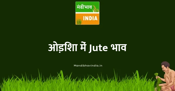 Jute भाव