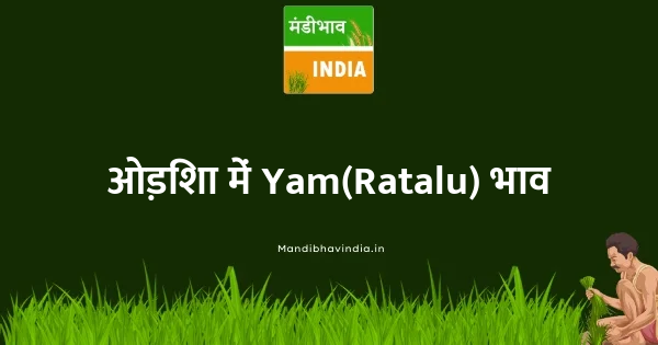 Yam(Ratalu) भाव