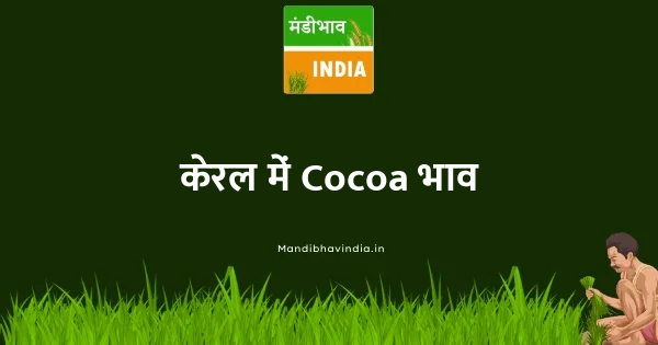 Cocoa भाव