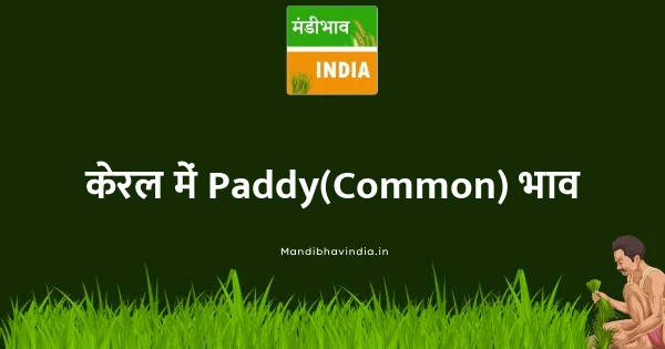 Paddy(Common) भाव
