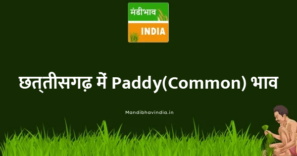 Paddy(Common) भाव