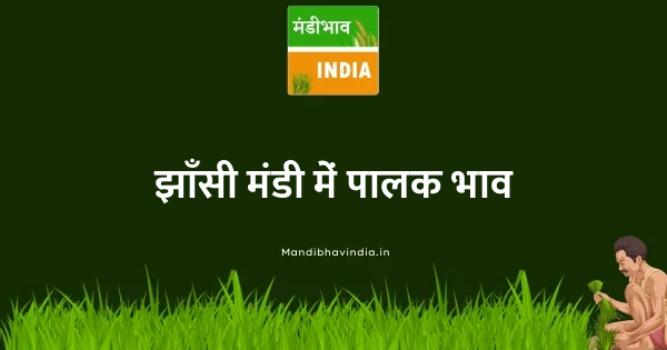 Spinach भाव