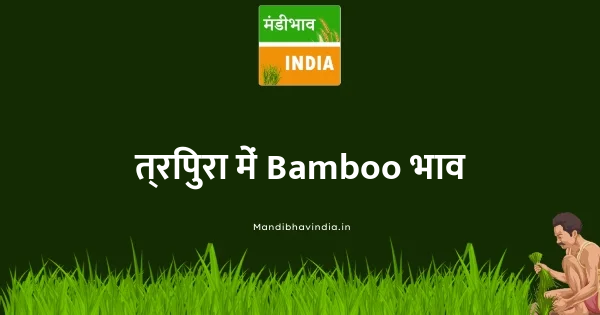 Bamboo भाव