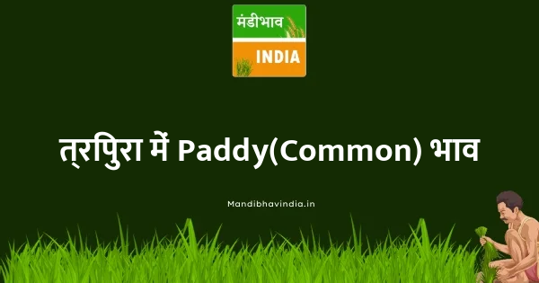 Paddy(Common) भाव