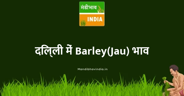Barley(Jau) भाव