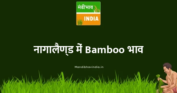 Bamboo भाव