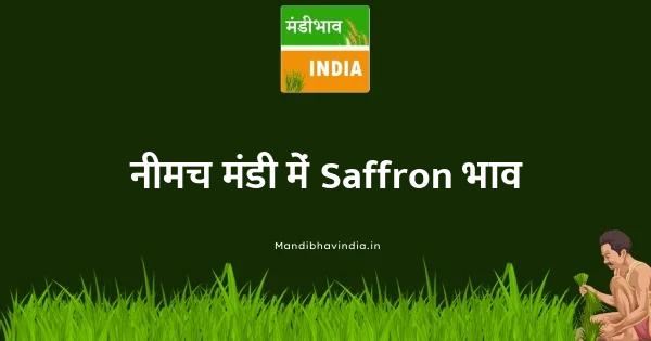 Saffron भाव