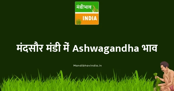 Ashwagandha भाव