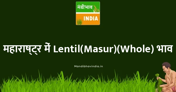 Lentil(Masur)(Whole) भाव