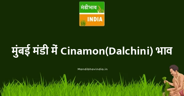 Cinamon(Dalchini) भाव