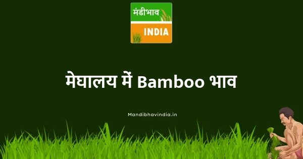Bamboo भाव