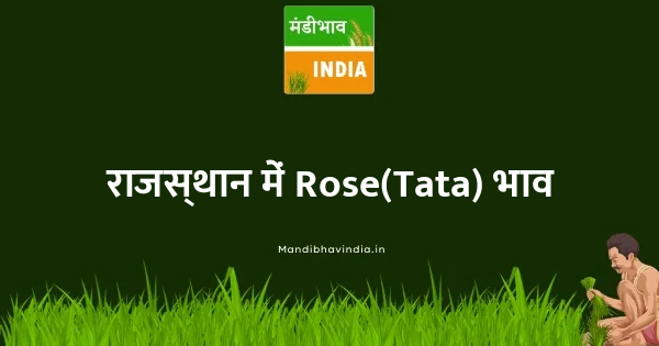 Rose(Tata) भाव