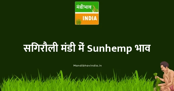 Sunhemp भाव