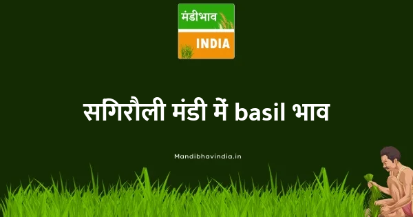 basil भाव