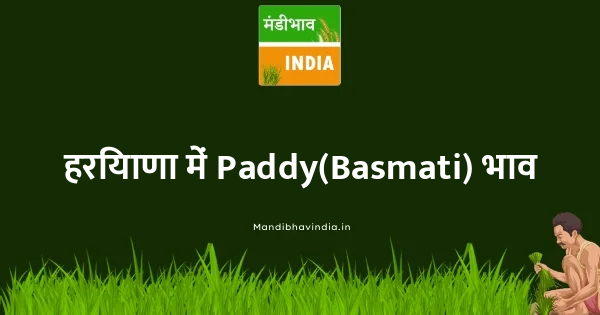 Paddy(Basmati) भाव