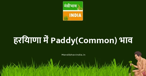Paddy(Common) भाव