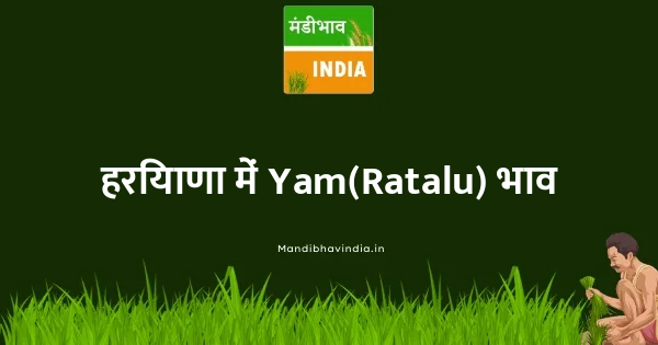 Yam(Ratalu) भाव