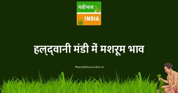 Mashroom भाव